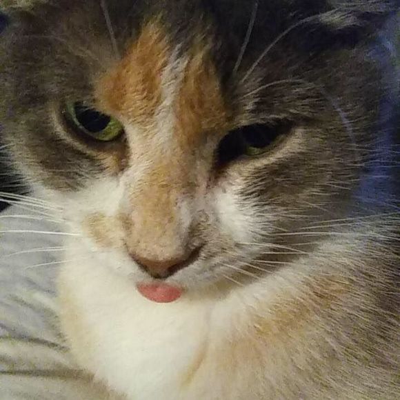 Meet your Posher, Jessie - Picture 1 of 1